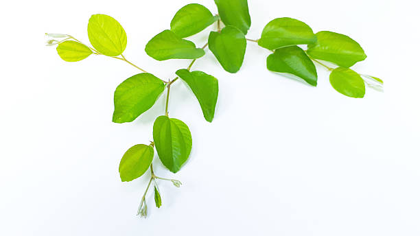 istockphoto-2221814933-612x612